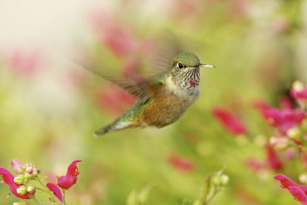 Colibrí agraciado flotando en el aire