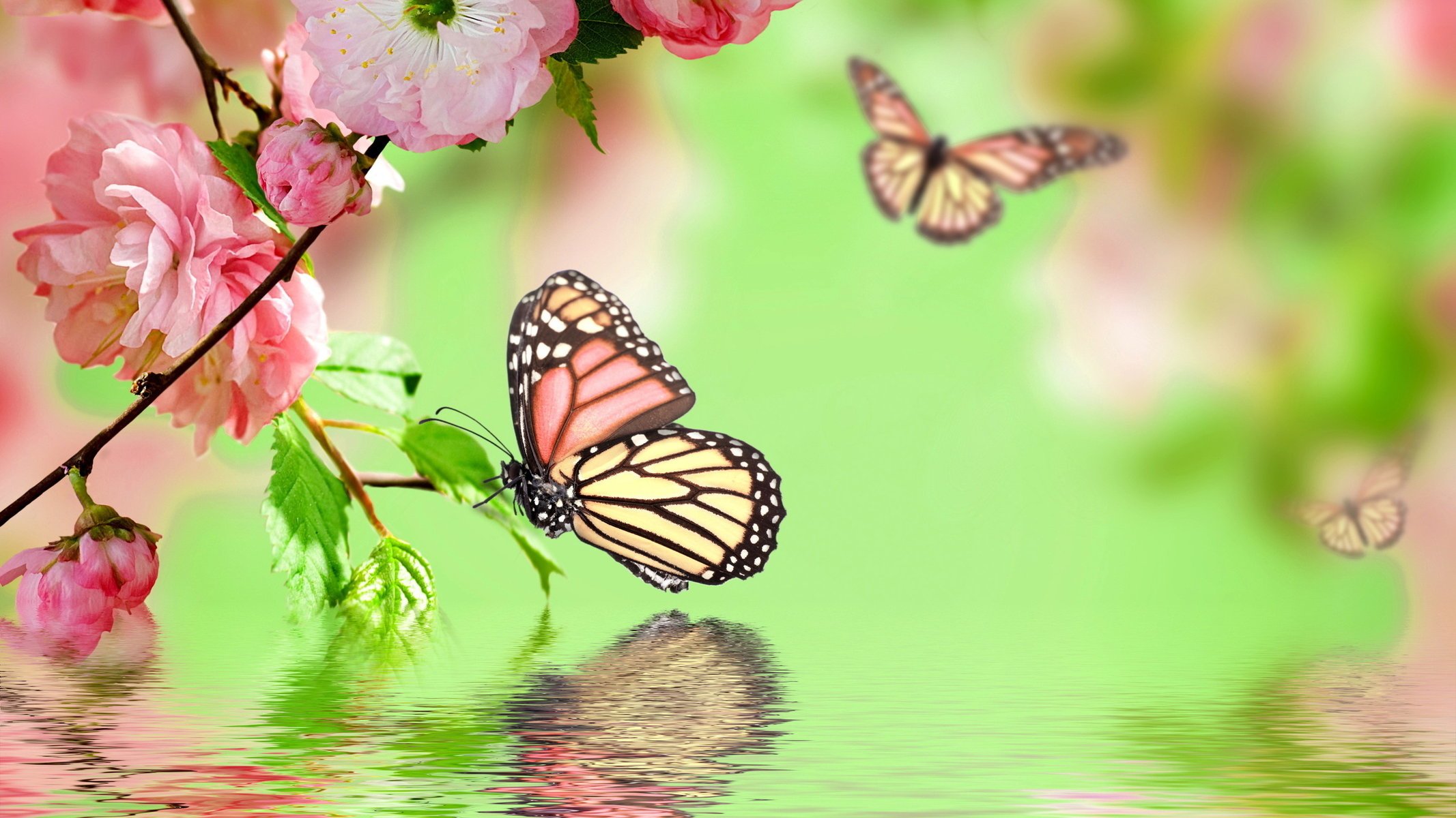 flowers spring butterfly green background water branches sakura