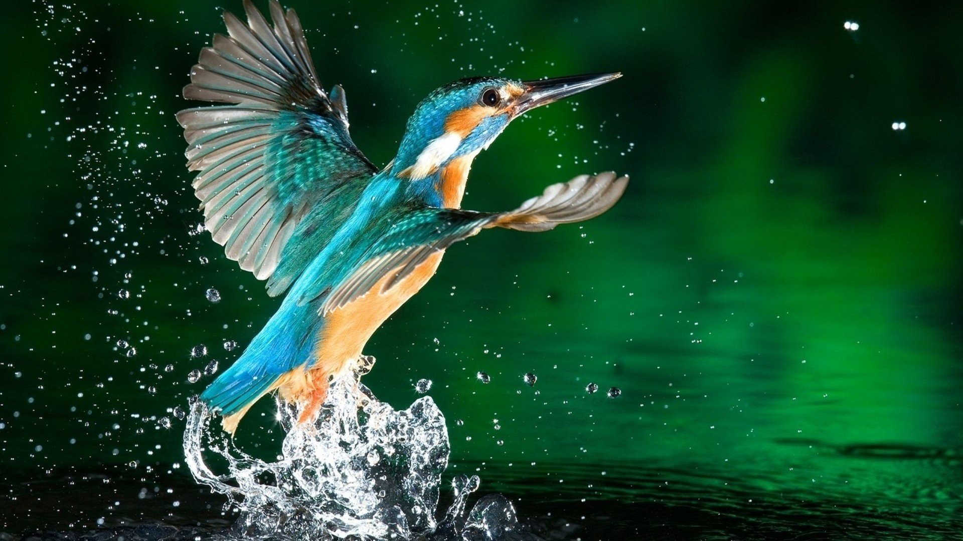 pesca uccello ali piume becco acqua gocce spruzzi bellezza