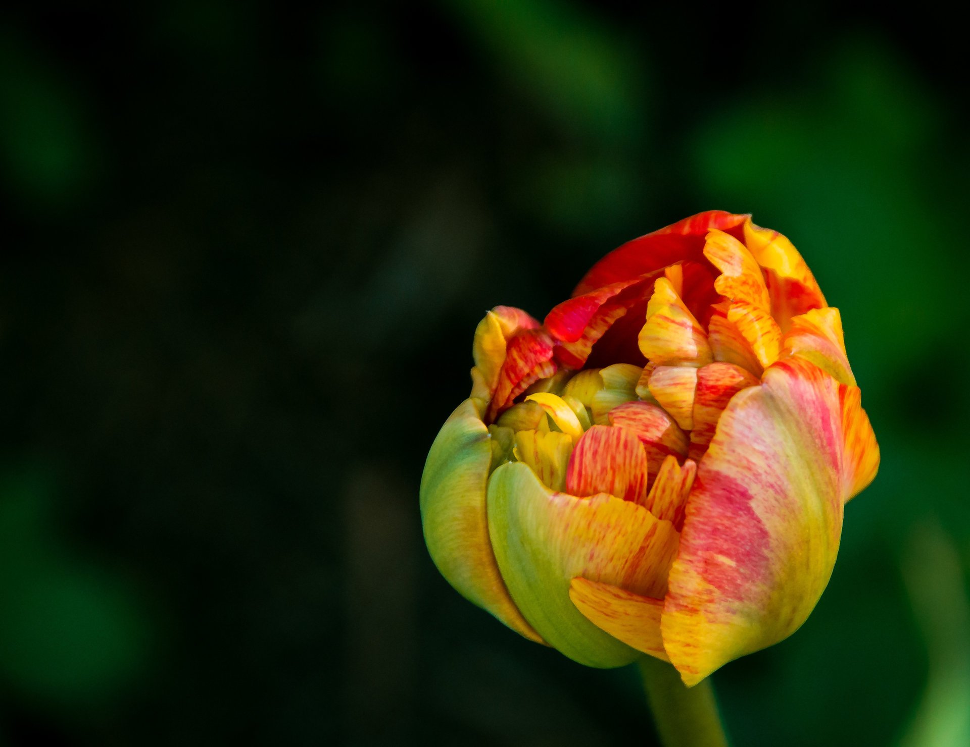 tulpe blume