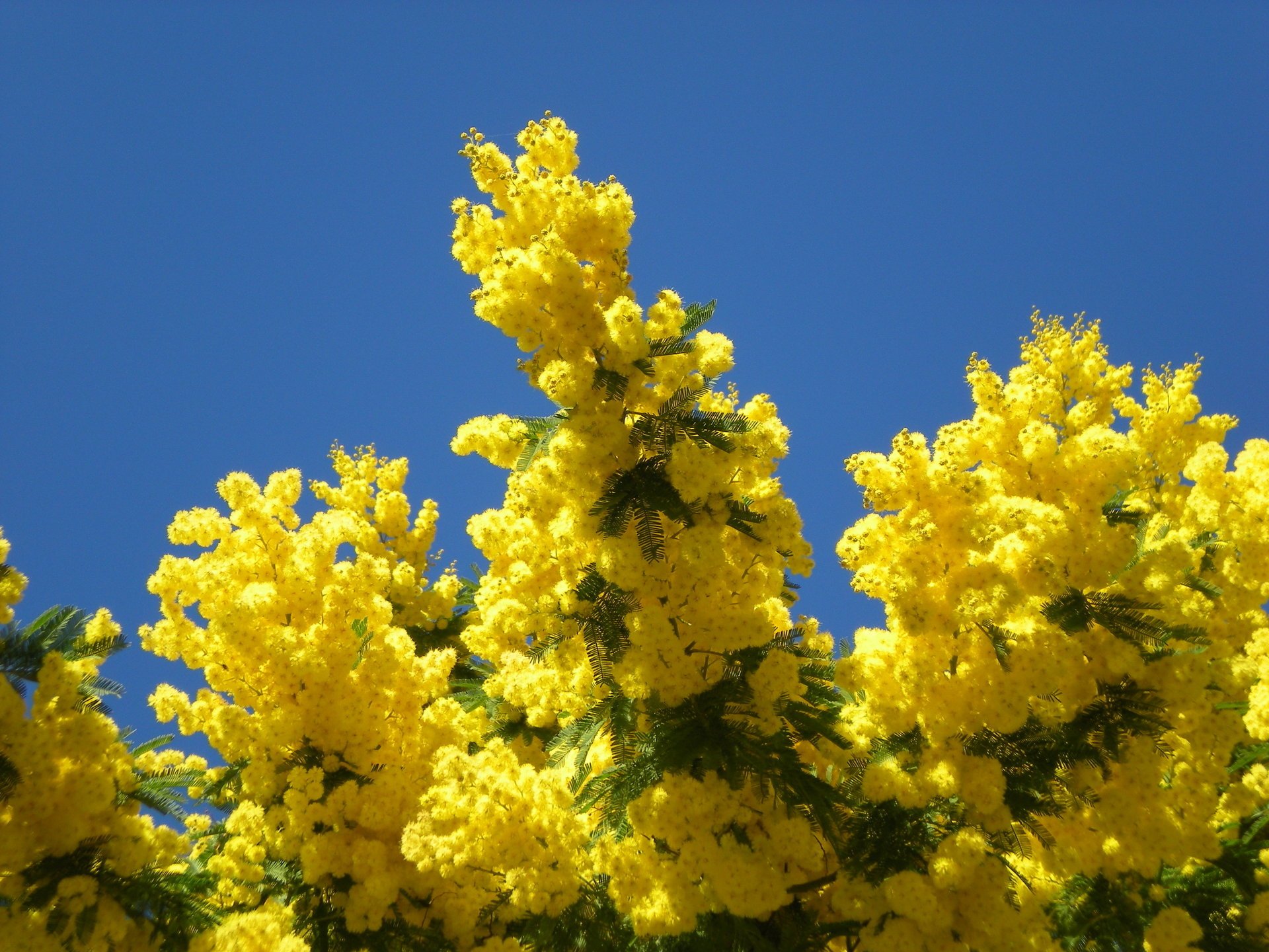 frühling mimose bäume natur himmel gelb blau