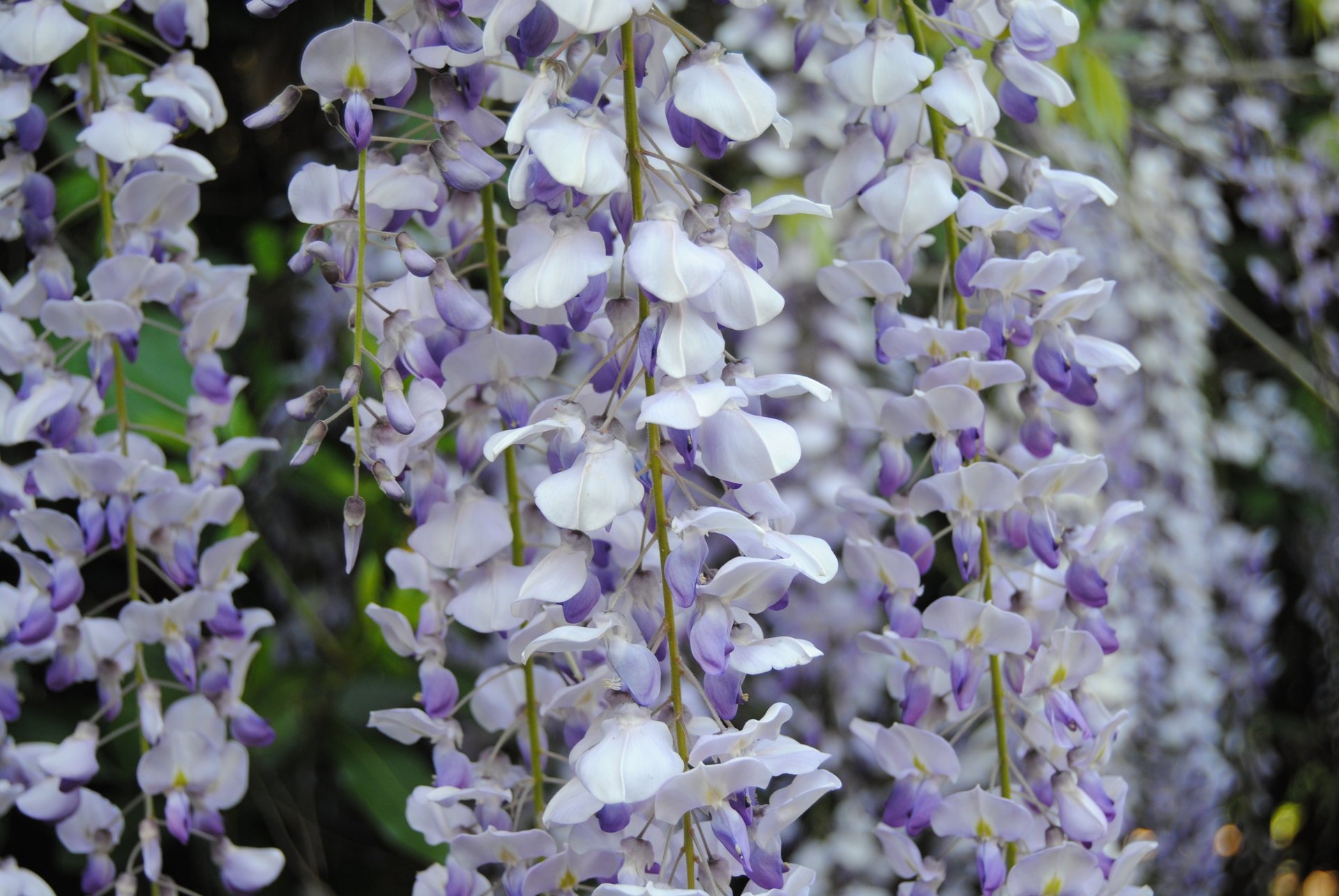 fiori glicine lilla natura