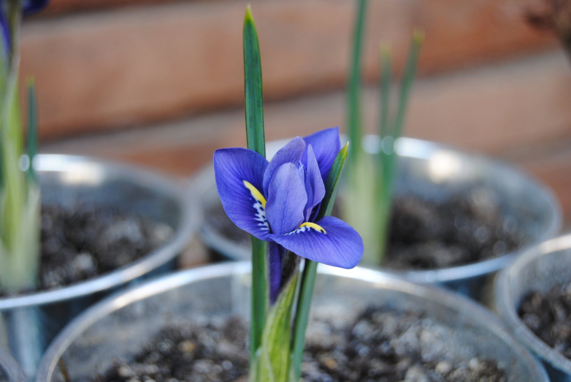 blumen iris frühling makro lila