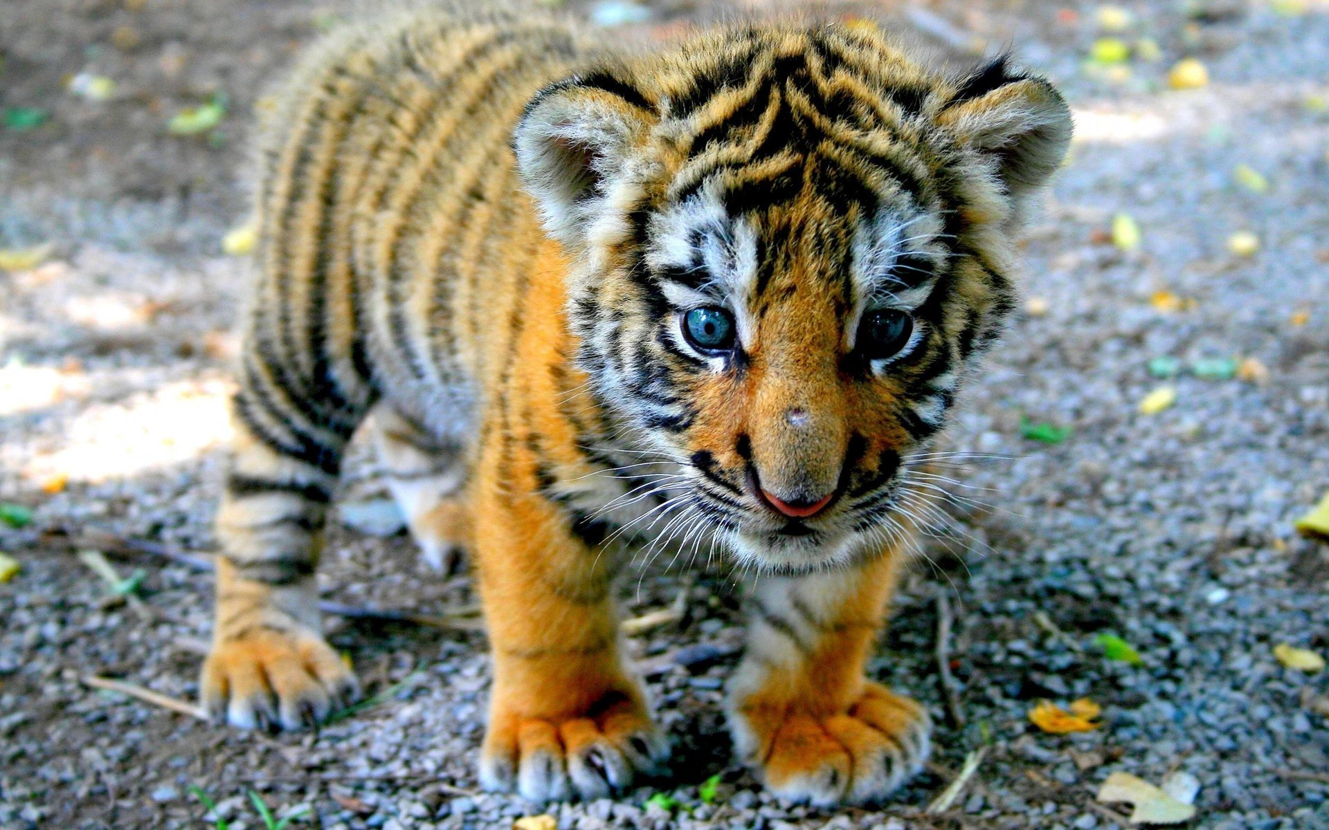 tigre cub vue enfant pattes