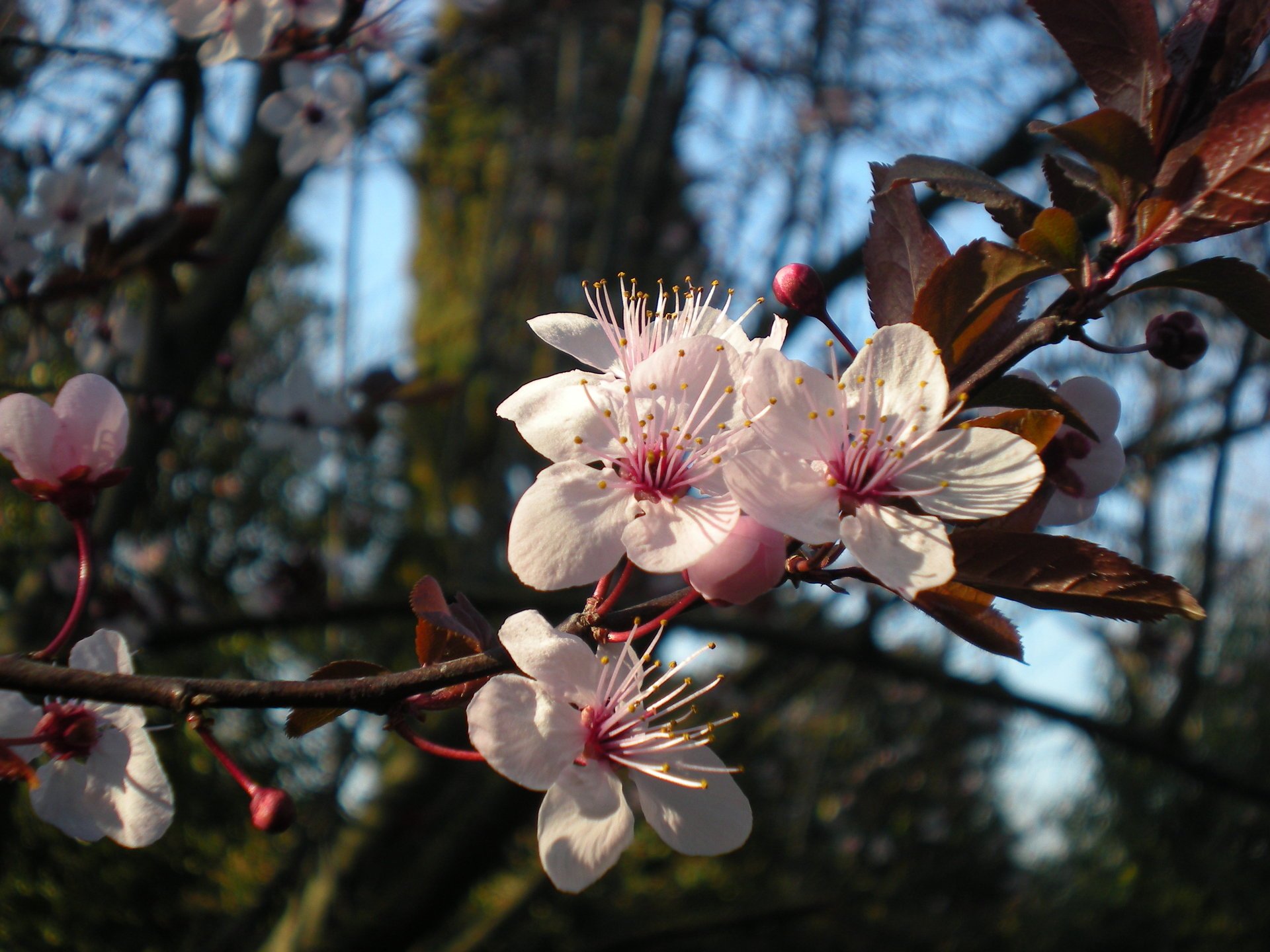 frühling zweig pflaume primel knospe