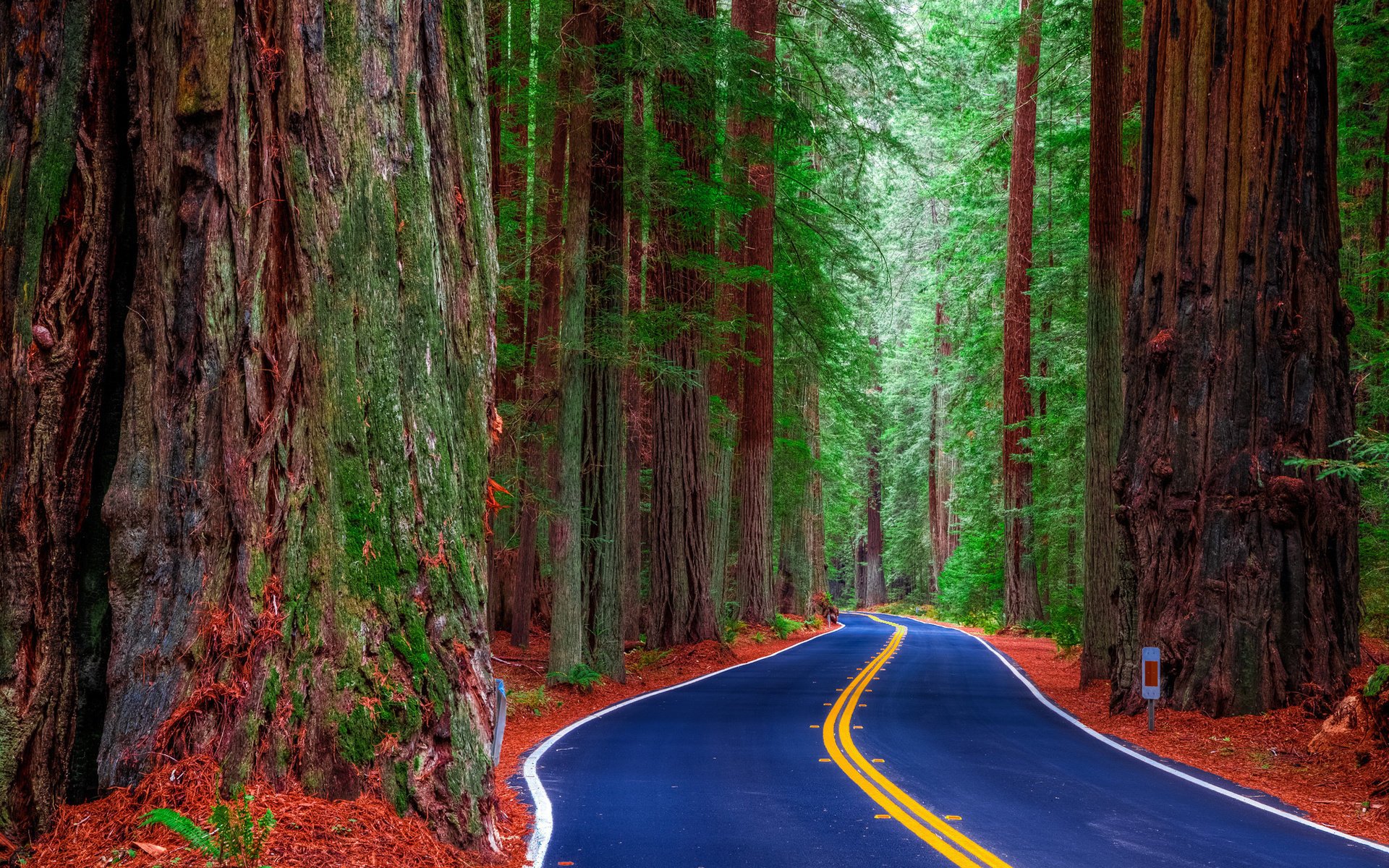 nature road forest trees sequoia giants beautiful