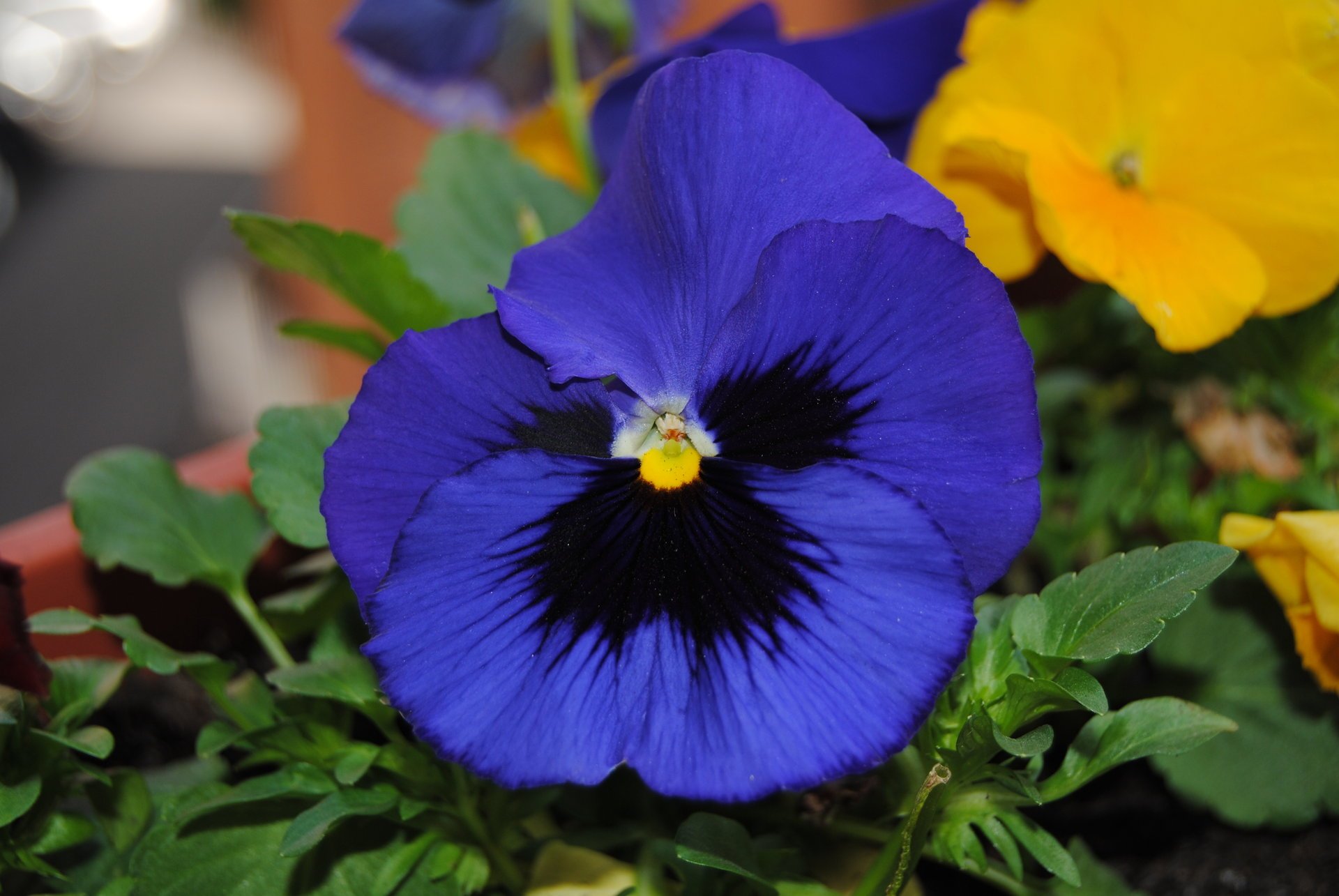 flores violeta macro púrpura