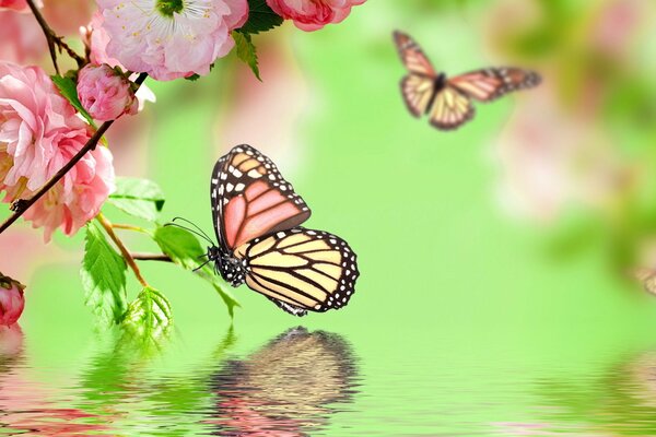 Mariposas y una rama de Sakura sobre el agua sobre un fondo verde