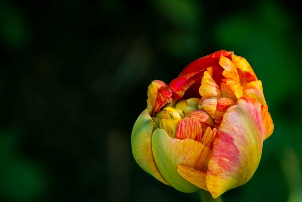 A blooming yellow tulip with red veins