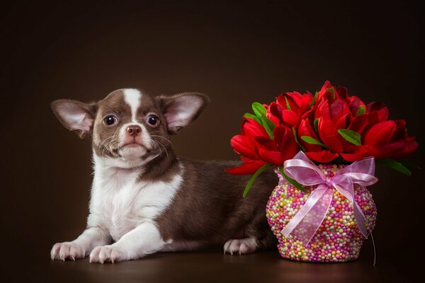 Cute little dog with tulips