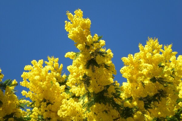 Bright yellow mimosa on a blue sky background