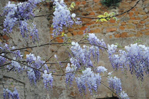 Delicate lilac wisteria blooms