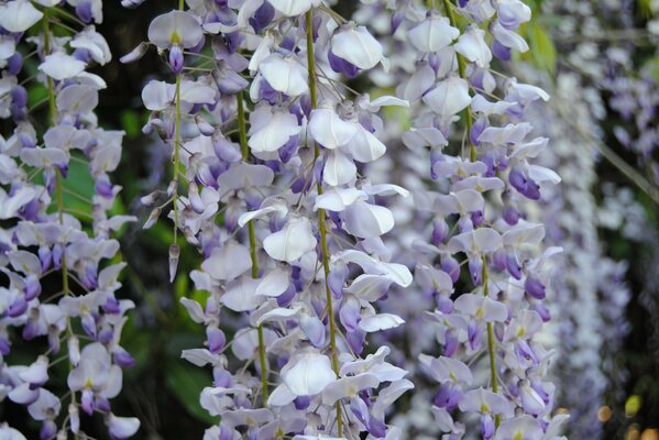 Flor de lila Wisteria en el parque