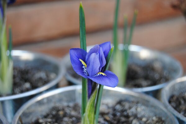 Spring Iris flower in macro photography