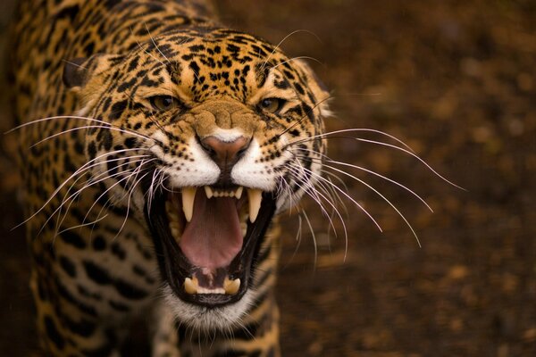 Ein Erwachsener, gefürchteter Leopard knurrt