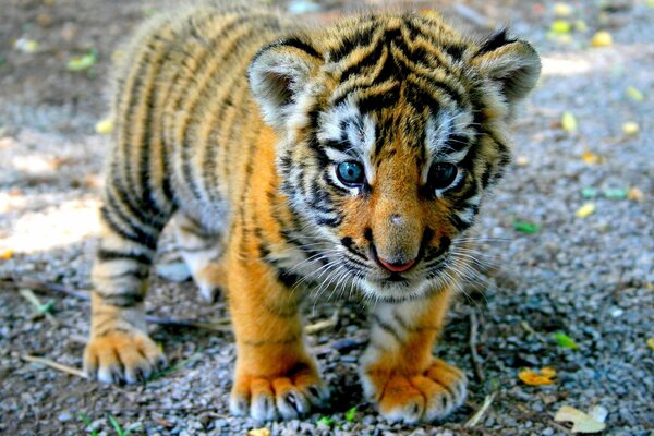 Kleines süßes Tigerbaby mit blauen Augen