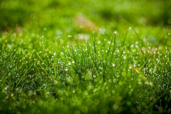 Hierba verde de la mañana con rocío