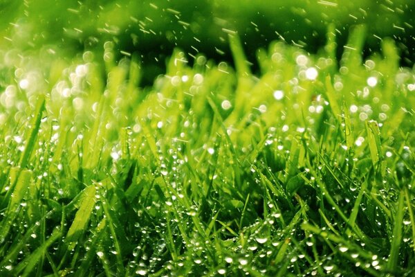 Green grass with dew droplets