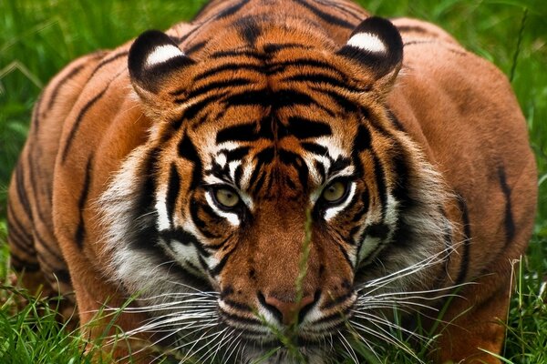 Grand tigre caché dans l herbe