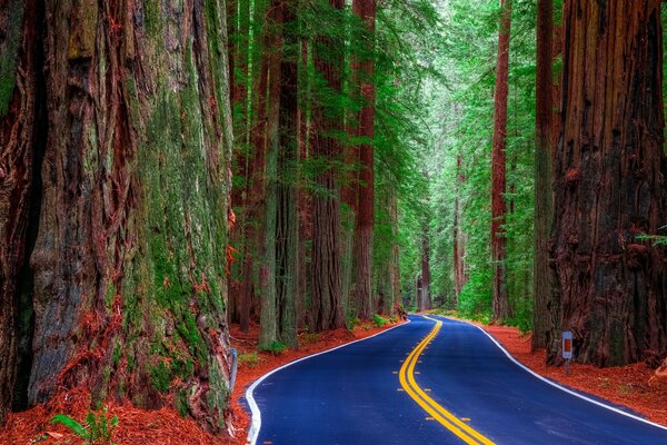 Strada luminosa nella foresta