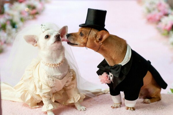 Perros vestidos con trajes de novia romance