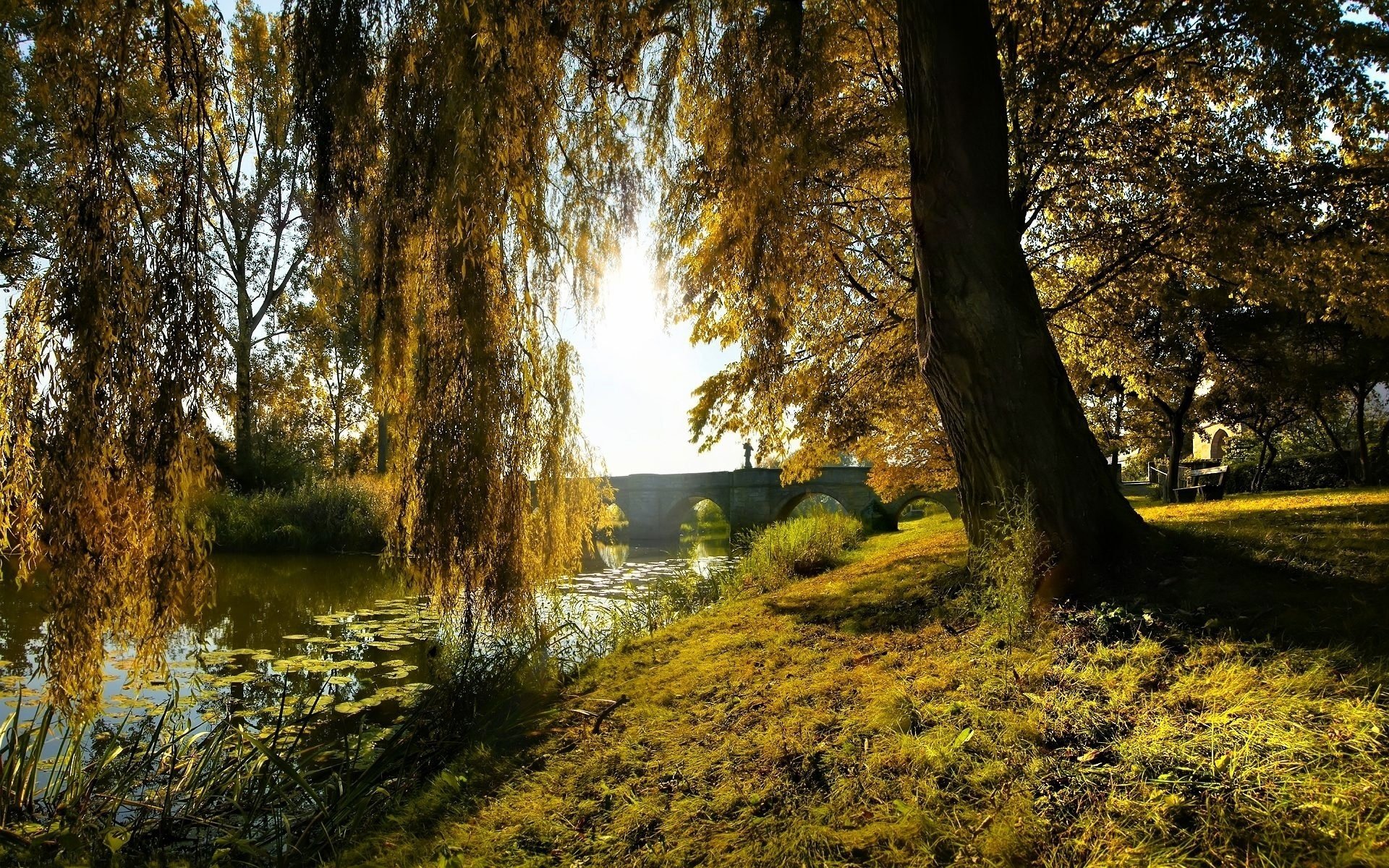 zweige baum fluss