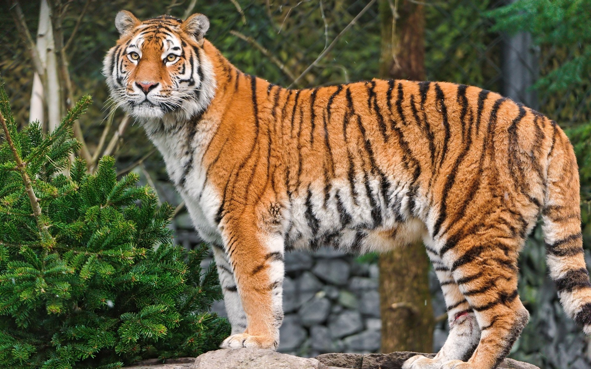 tigre predatore amur