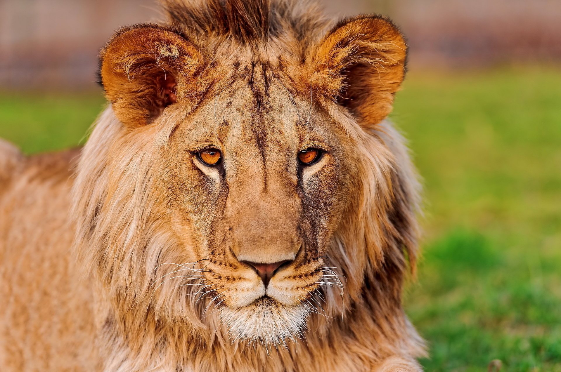 lion lion panthera leo moustache oreilles regard asiatique museau