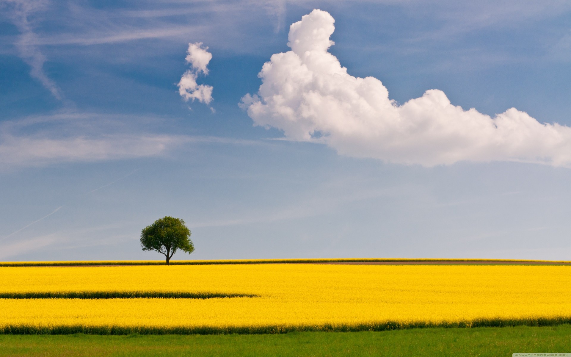 paysage arbre bleu champ jaune