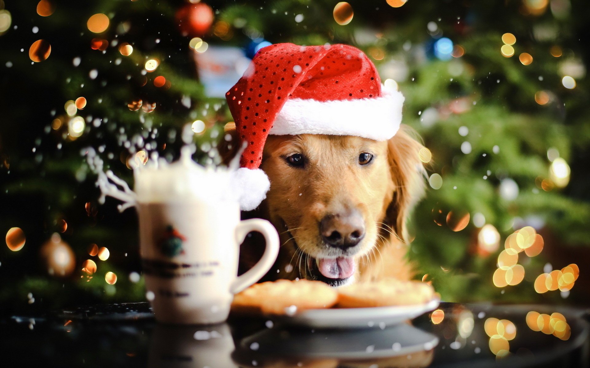 dog holiday background