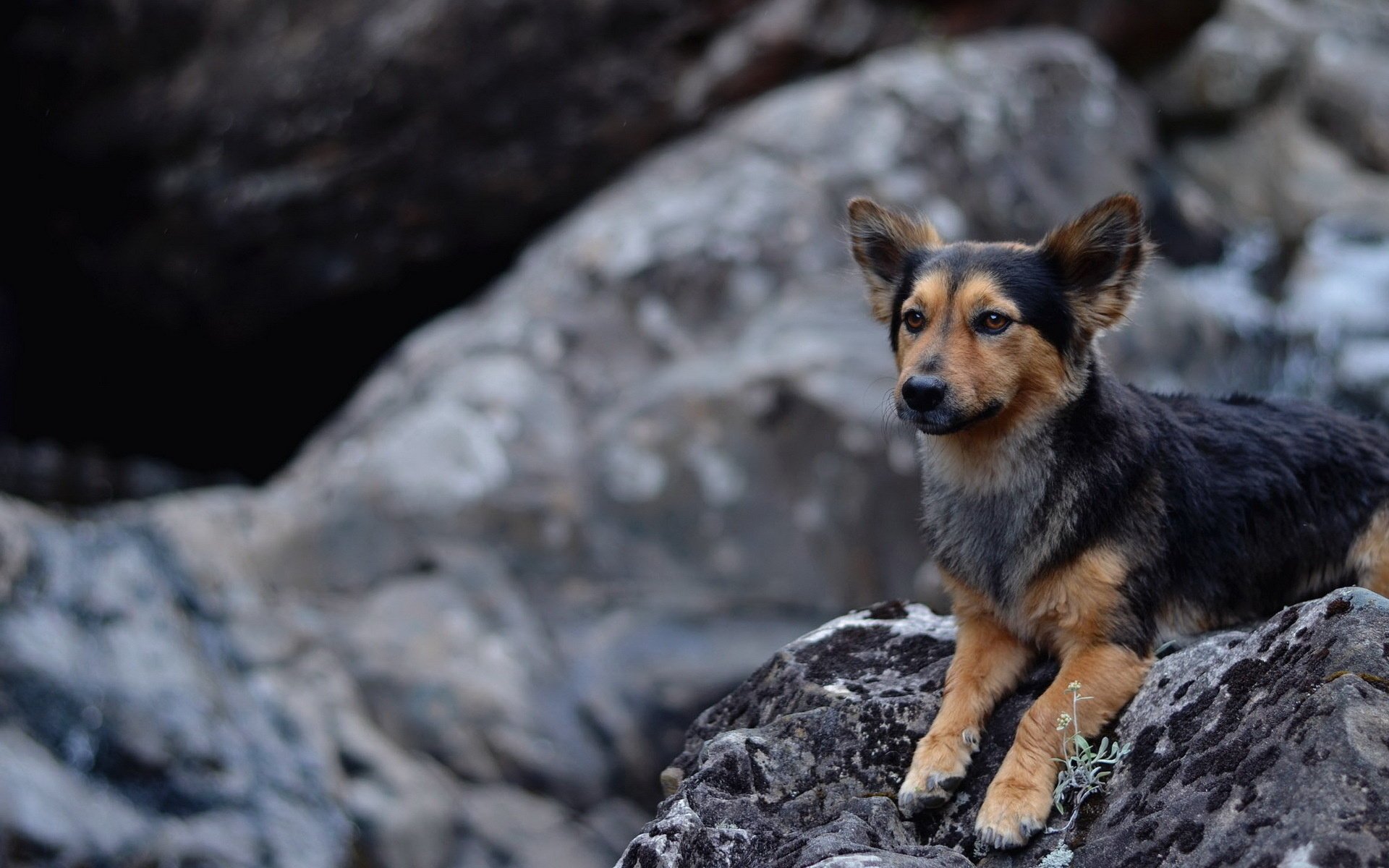 perro piedras fondo