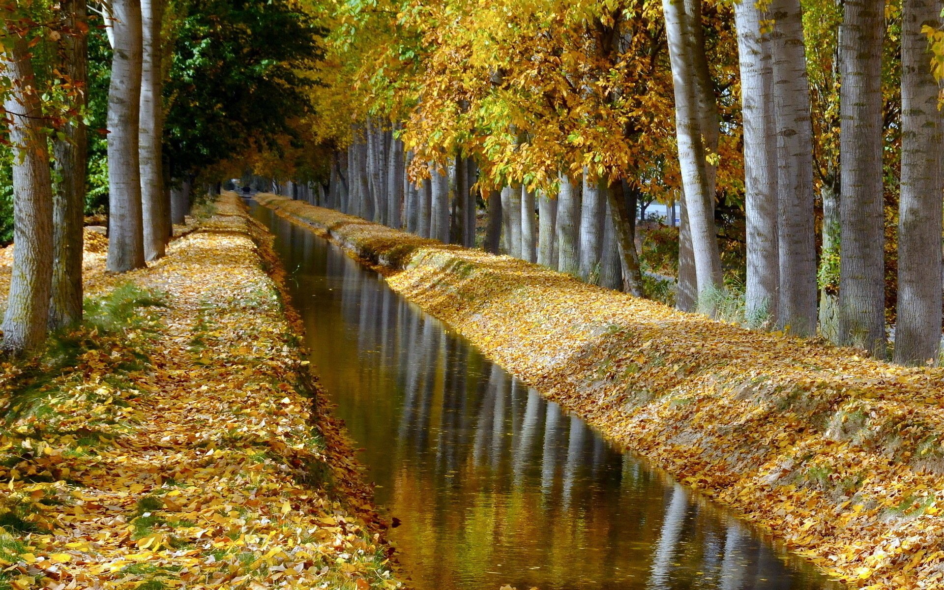 fossé feuillage nature soleil