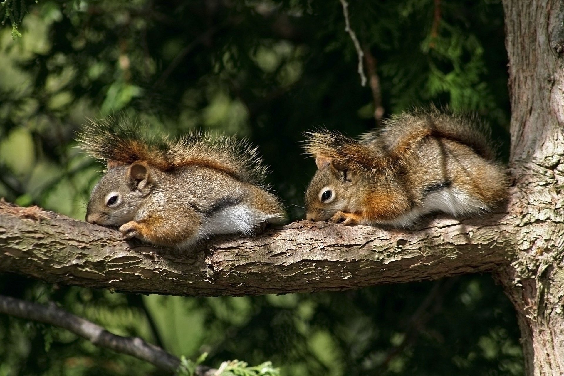 baum streifenhörnchen nagetiere schlafen paar zweig schlafen eichhörnchen