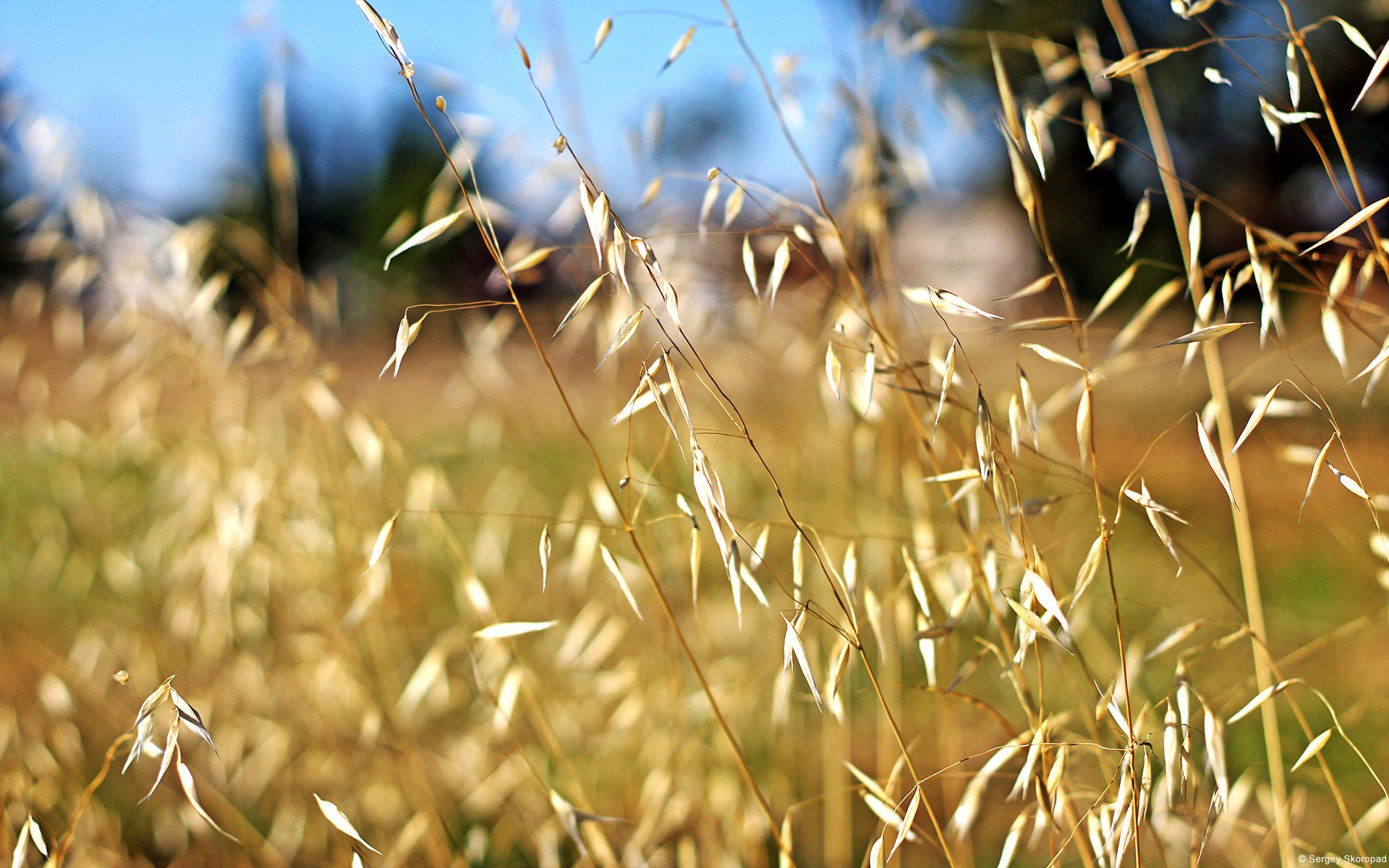 macro belleza campo