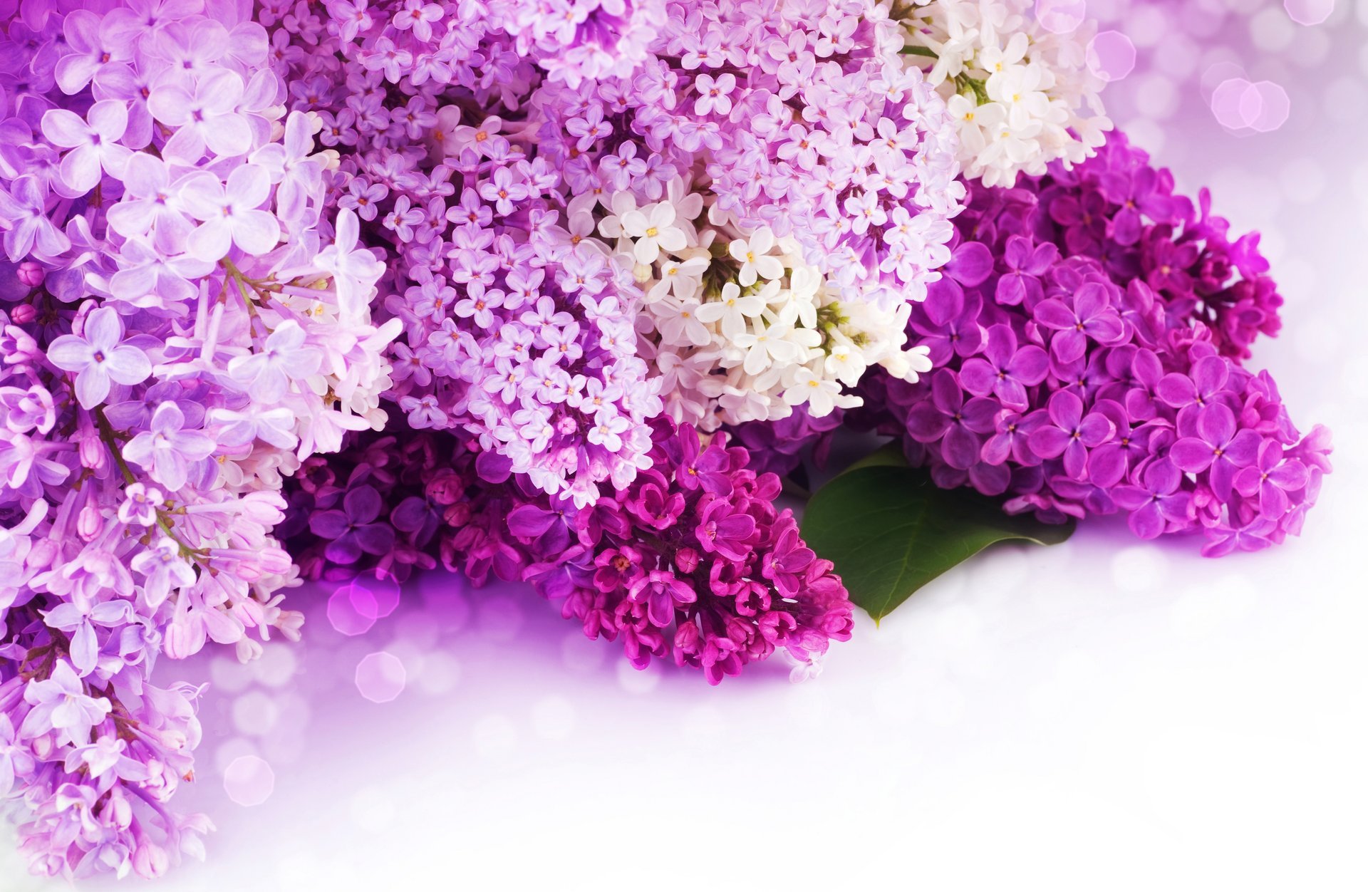 fleurs lilas blanc bokeh pétales violet