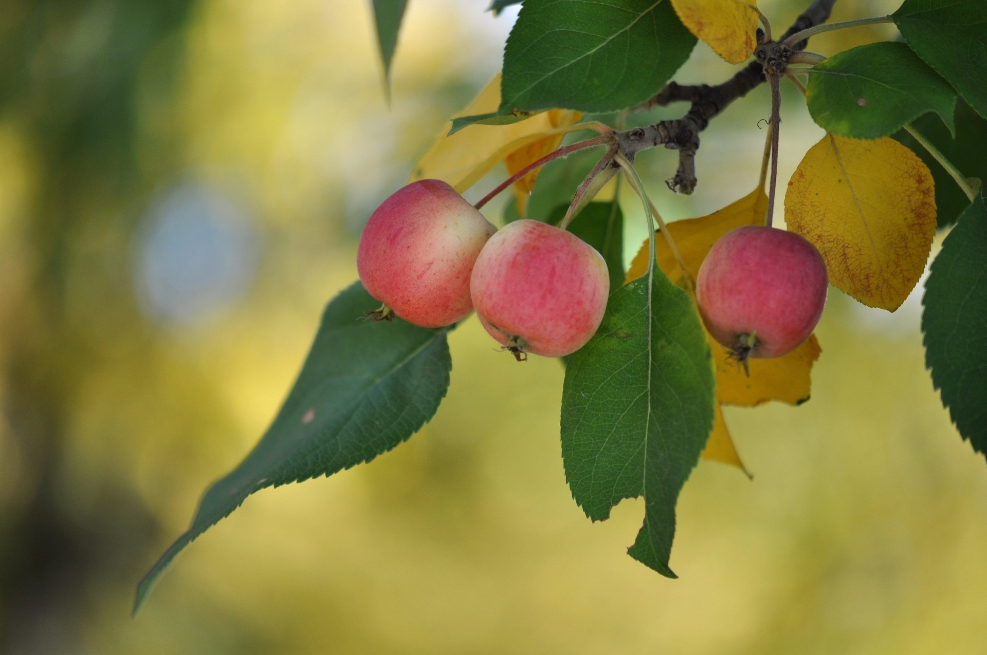 blatt makro äpfel zweig