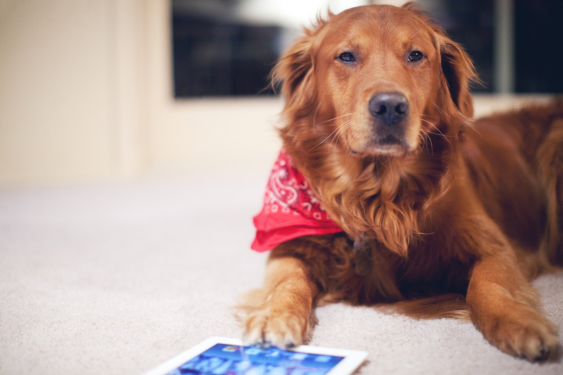 dog ginger dog tablet