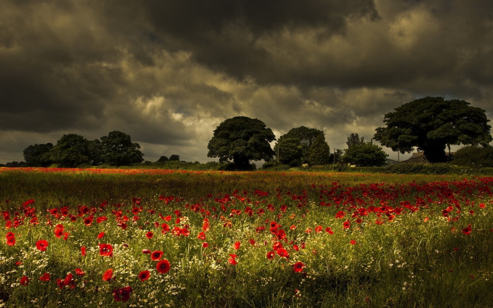 landscape poppies the field