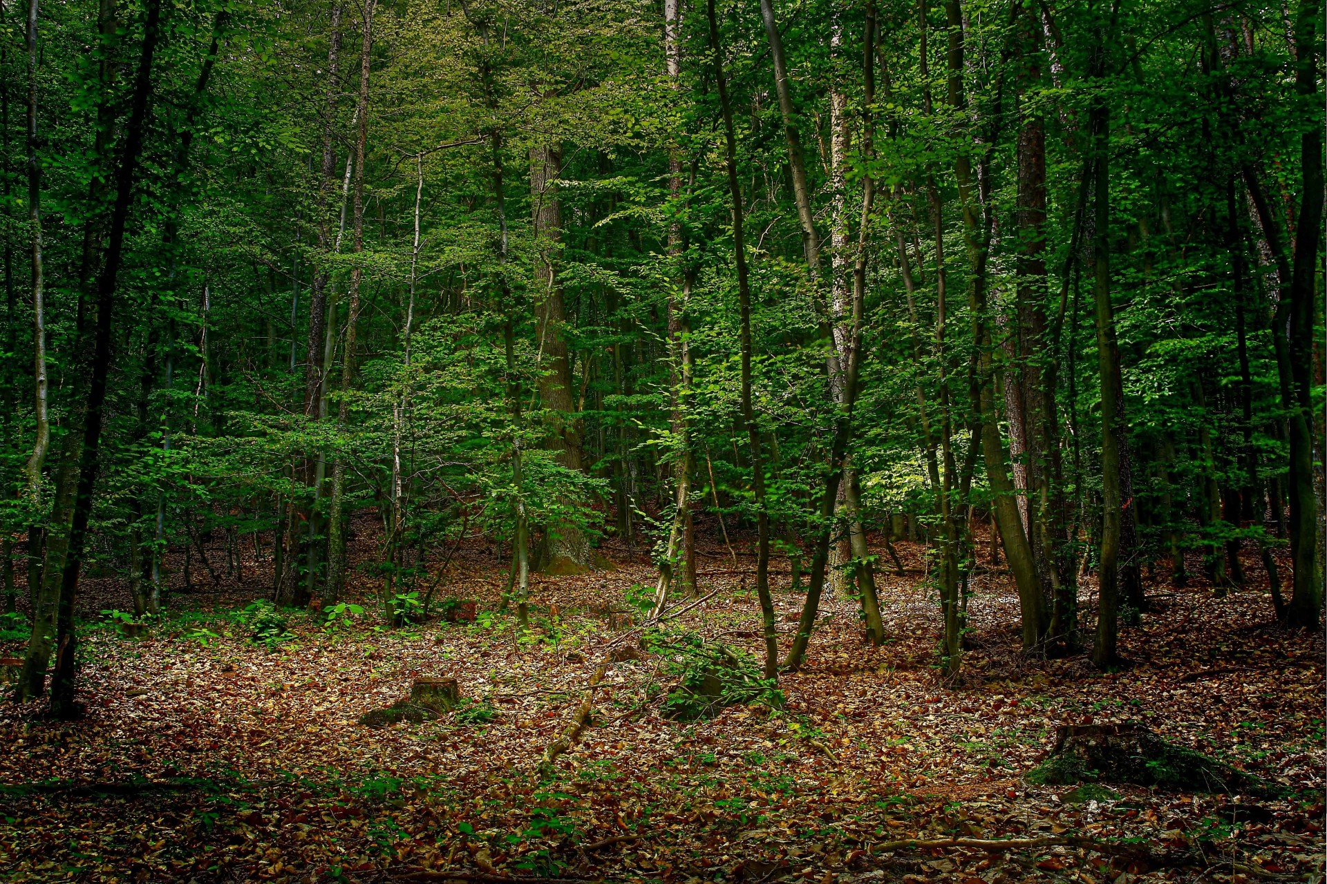 arbres forêt nature