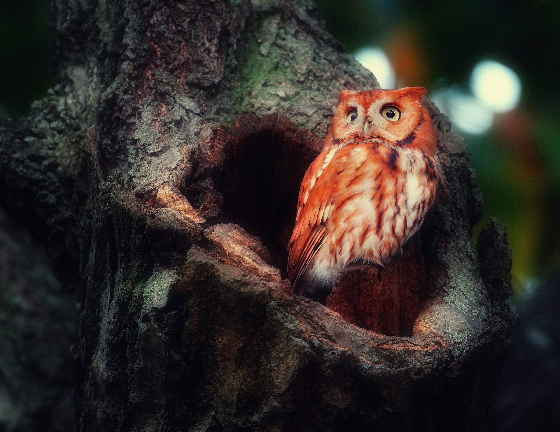 bird owl sowing red the hollow tree forest