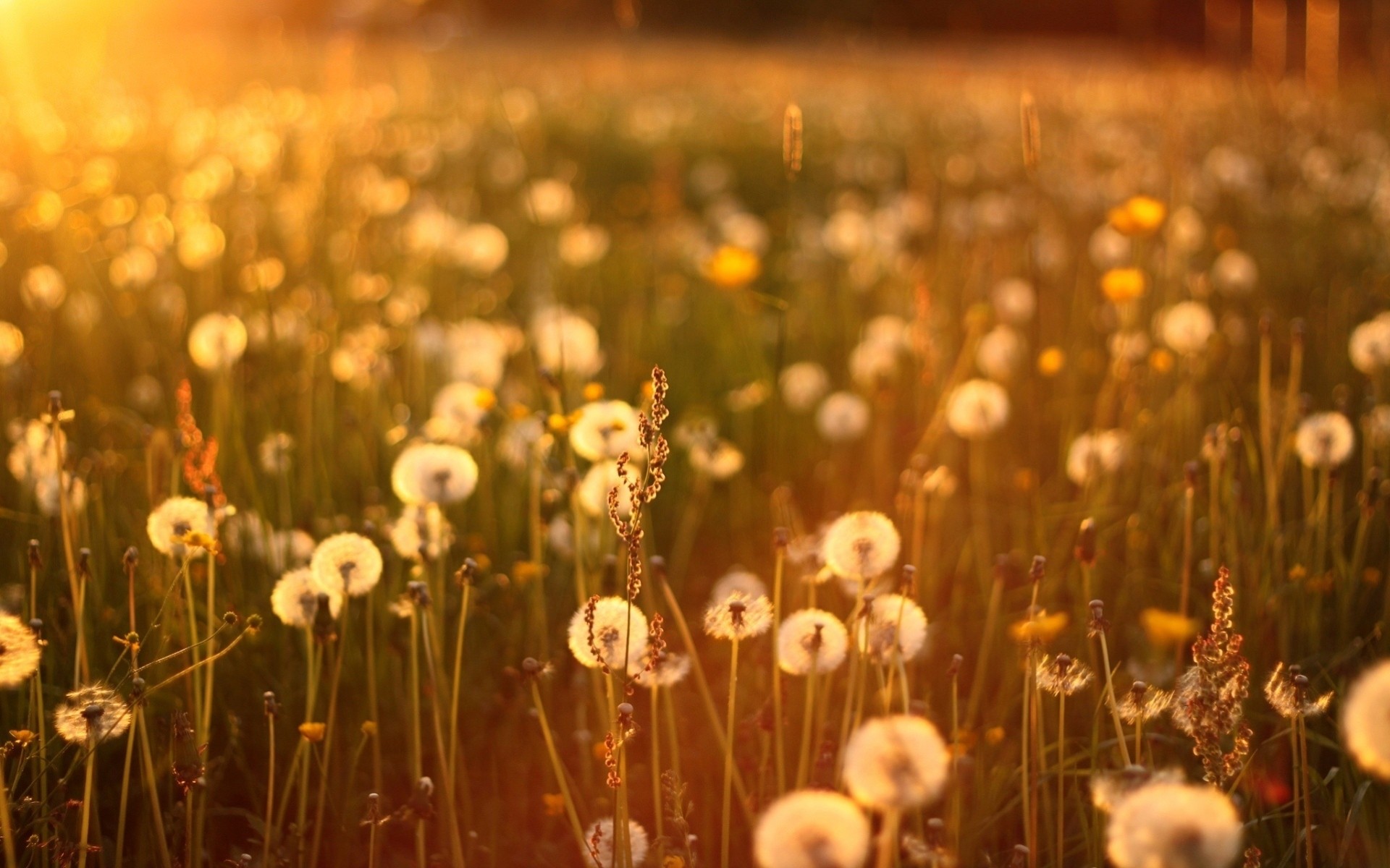 soleil pissenlits herbe coucher de soleil