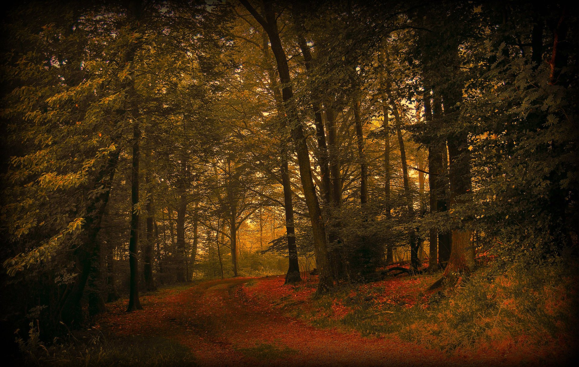 nature forest foliage trail