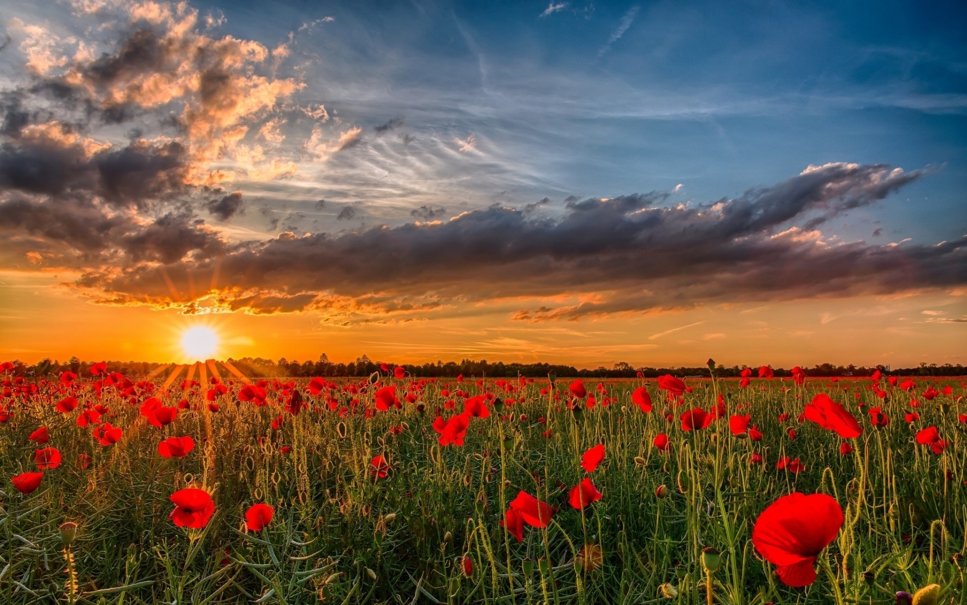 puesta de sol naturaleza flores ucrania sol cielo amapolas nubes