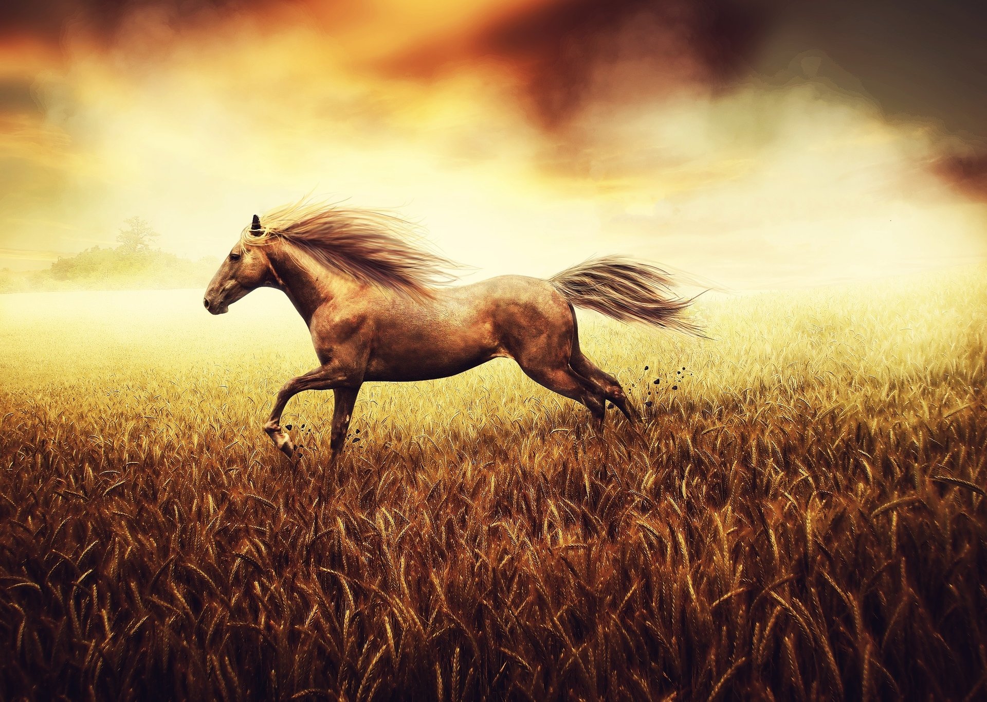 the freedom of the spirit figure field tail wheat horse background