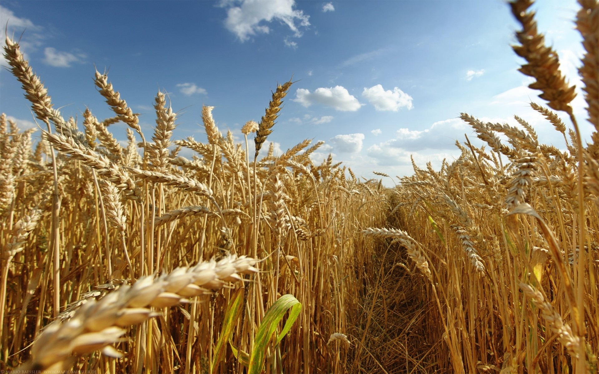 feld fußweg sommer ohren