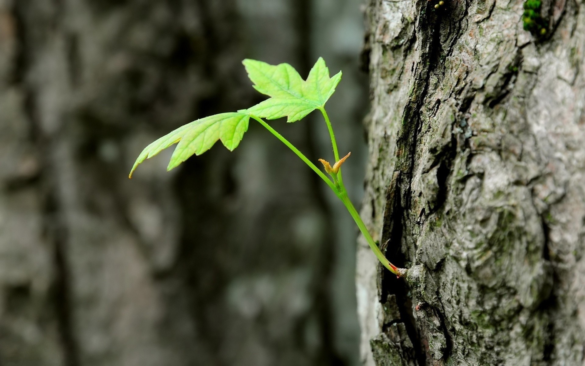 close up tree forest spring