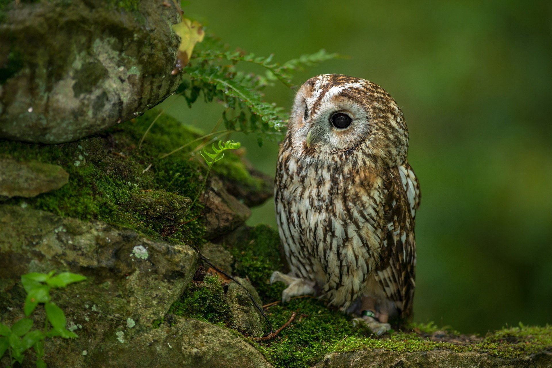 owl forest nature