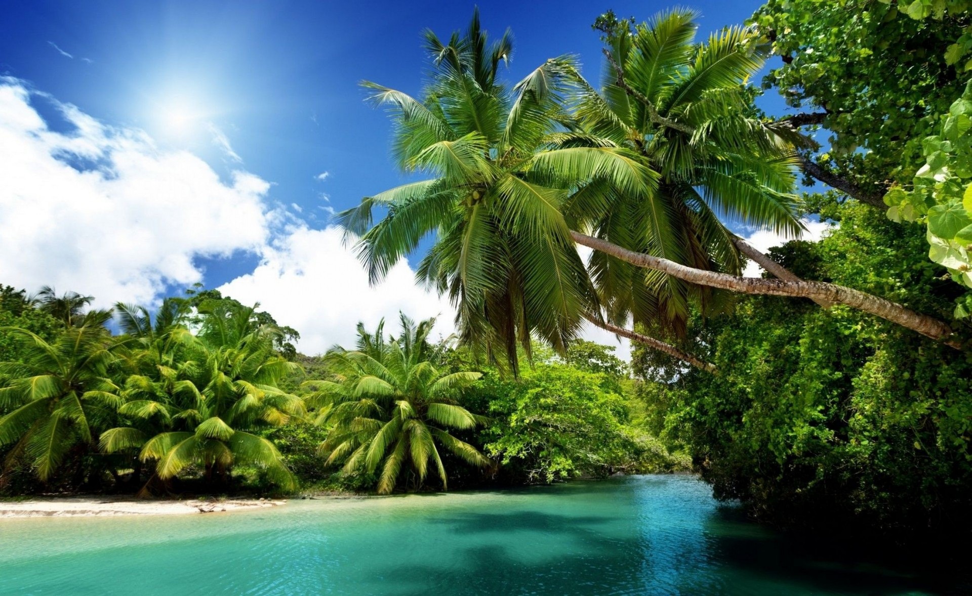 playa palmeras naturaleza trópicos océano esmeralda sol azul mar vacaciones australia verano