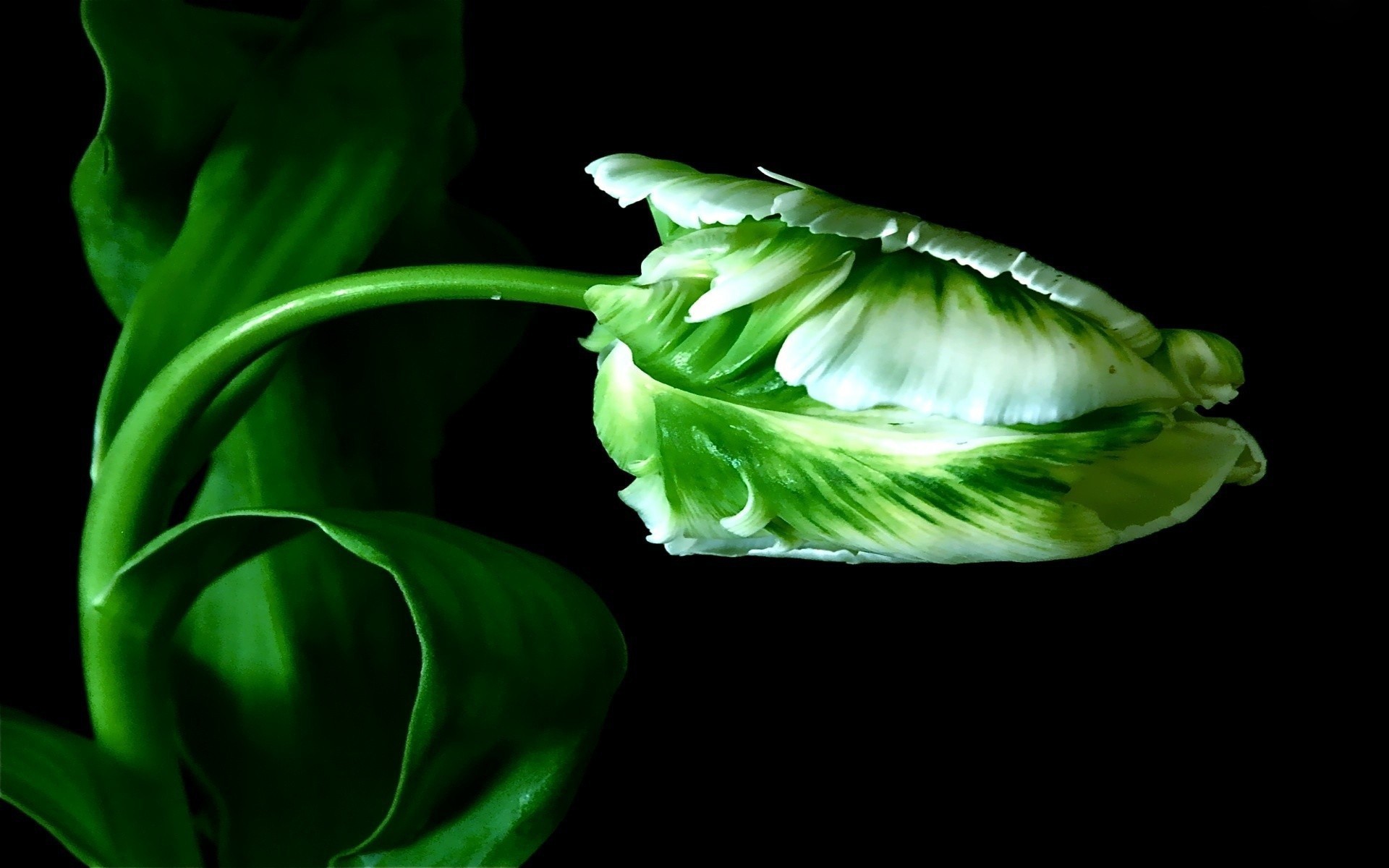 blatt tulpe hintergrund schwarz stiel grün knospe