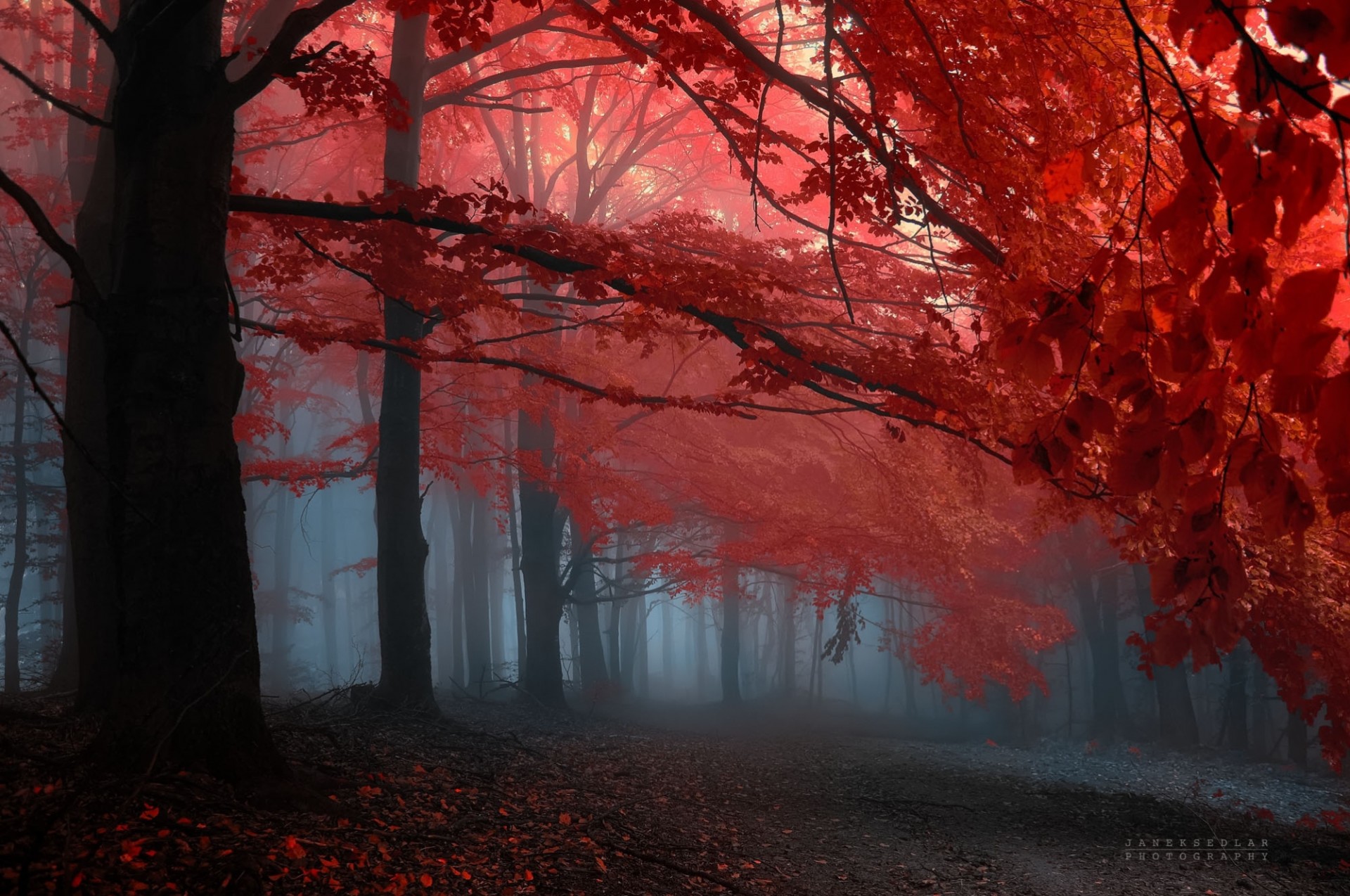 autunno nebbia foresta